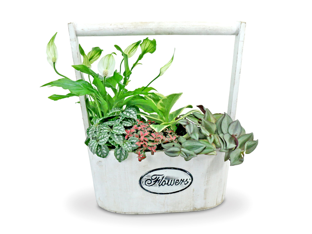 Flower Shop Plants - Mini Get Well  Plant BB01  - L36668762 Photo