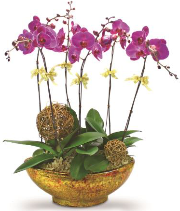 orchids